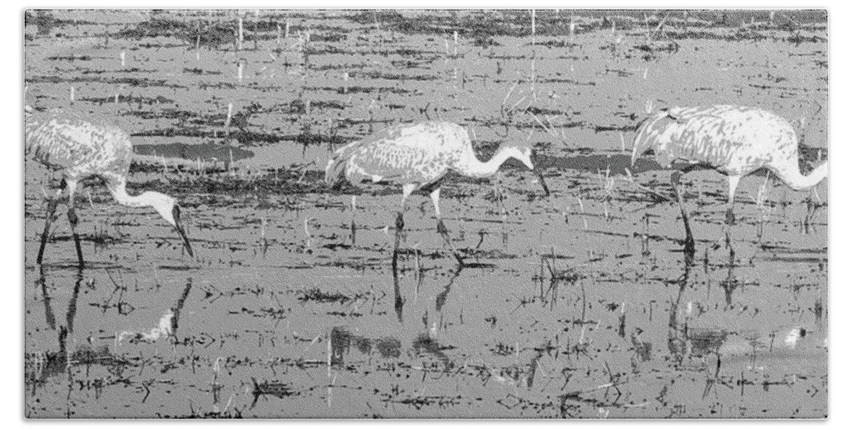 Bosque De Apache Beach Towel featuring the photograph Trio of Cranes by Marla Craven