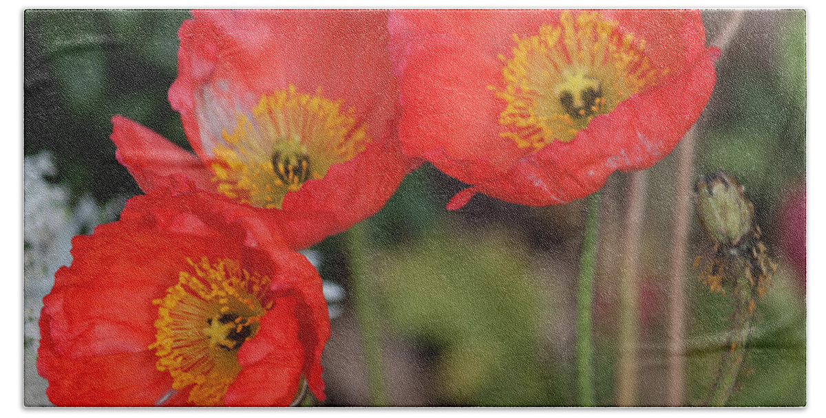 Photograph Beach Towel featuring the photograph Trio of Red Poppies by Suzanne Gaff