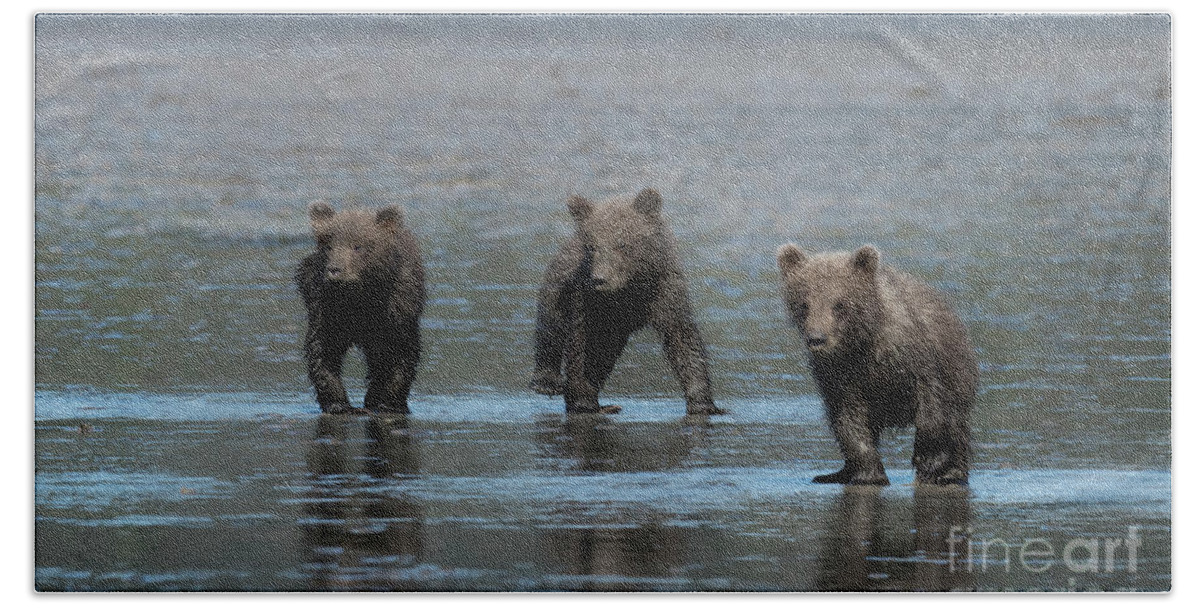 Wildlife Beach Towel featuring the photograph Triple Trouble - Alaska by Sandra Bronstein