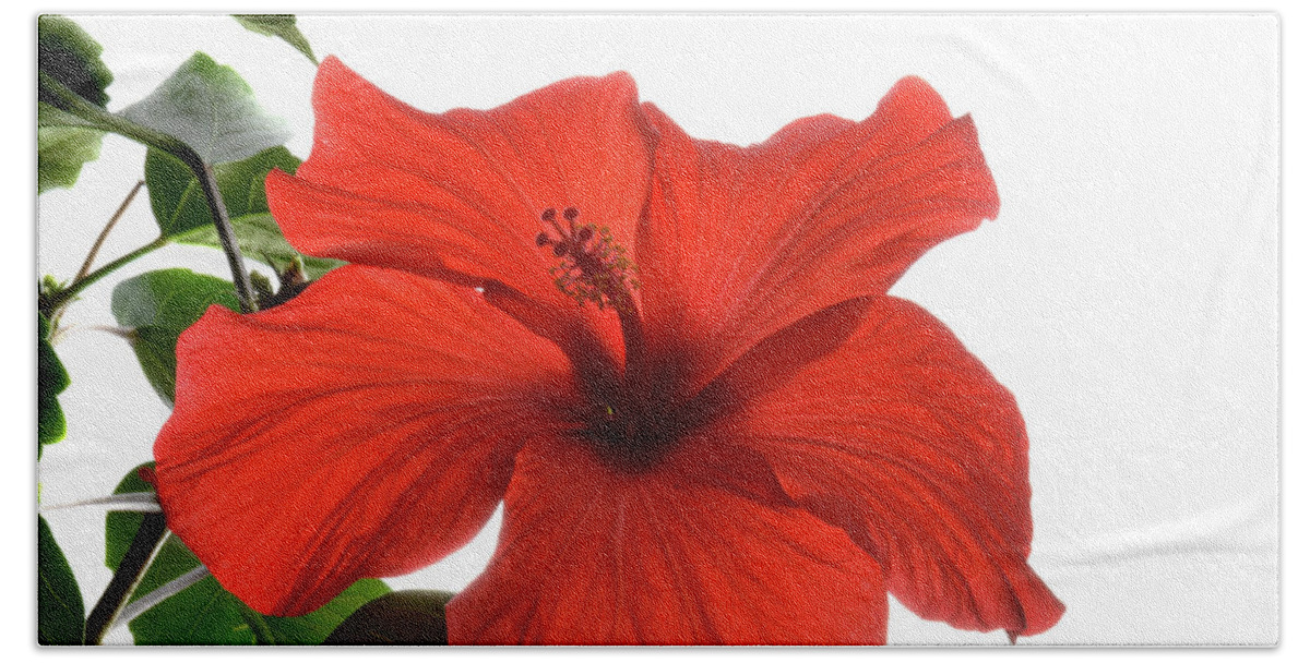 Hibiscus Beach Towel featuring the photograph Tropical Bloom. by Terence Davis