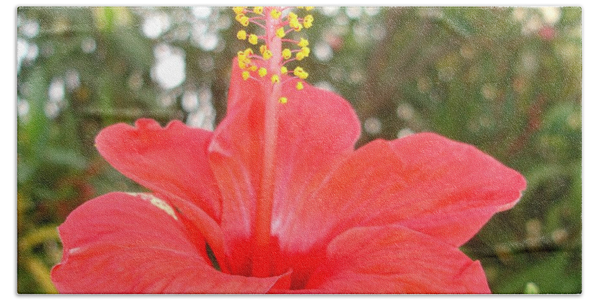 Hibiscus Beach Towel featuring the photograph Tropical Red Hibiscus Rose Mallow by Taiche Acrylic Art