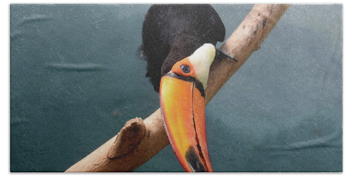 Toucan Beach Towel featuring the photograph Tropical Toucan Bird with a Bright Orange Bill by DejaVu Designs