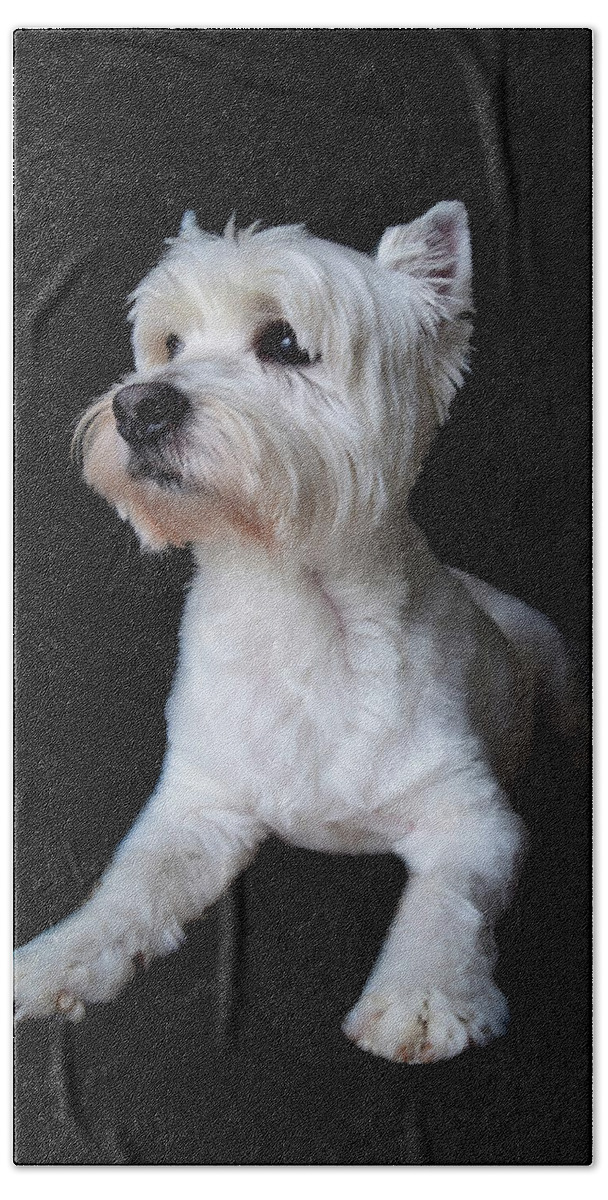 Westie Beach Towel featuring the photograph Trot Posing by Nicole Lloyd