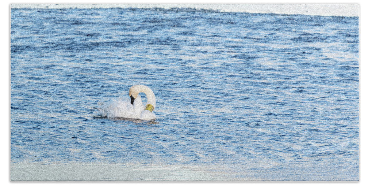 Swan Beach Towel featuring the photograph Trumpeter Swan 840 84U by Holly Ross