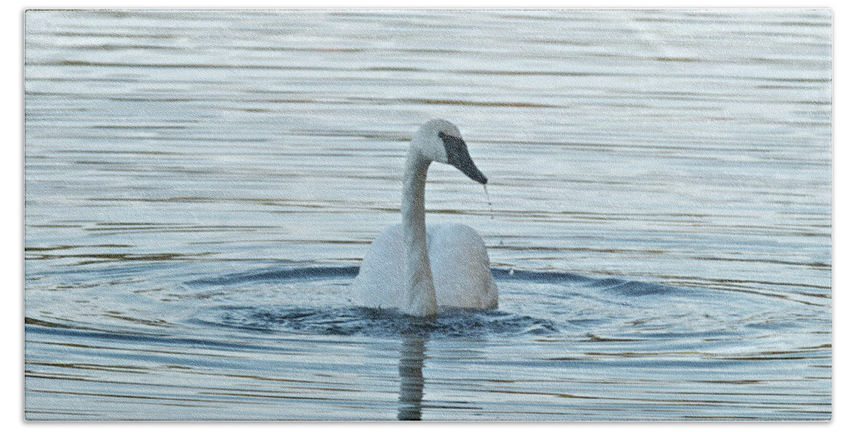Swan Beach Towel featuring the photograph Trumpeter Swan 9673 by Michael Peychich