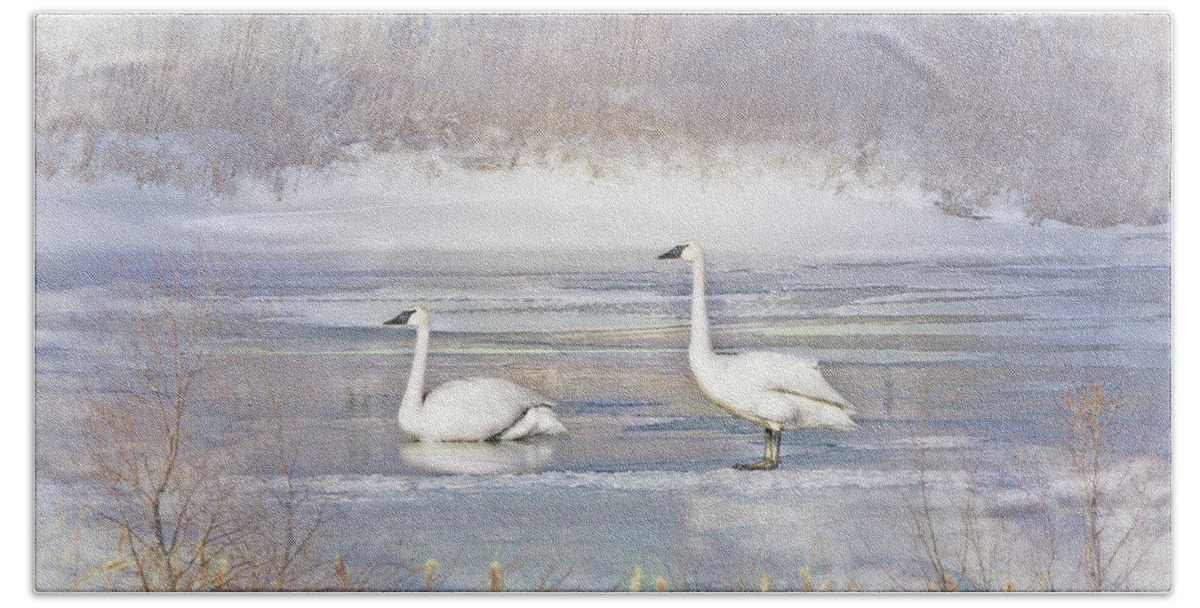 Trumpeter Swan Beach Towel featuring the photograph Trumpeter Swan's Winter Rest by Jennie Marie Schell