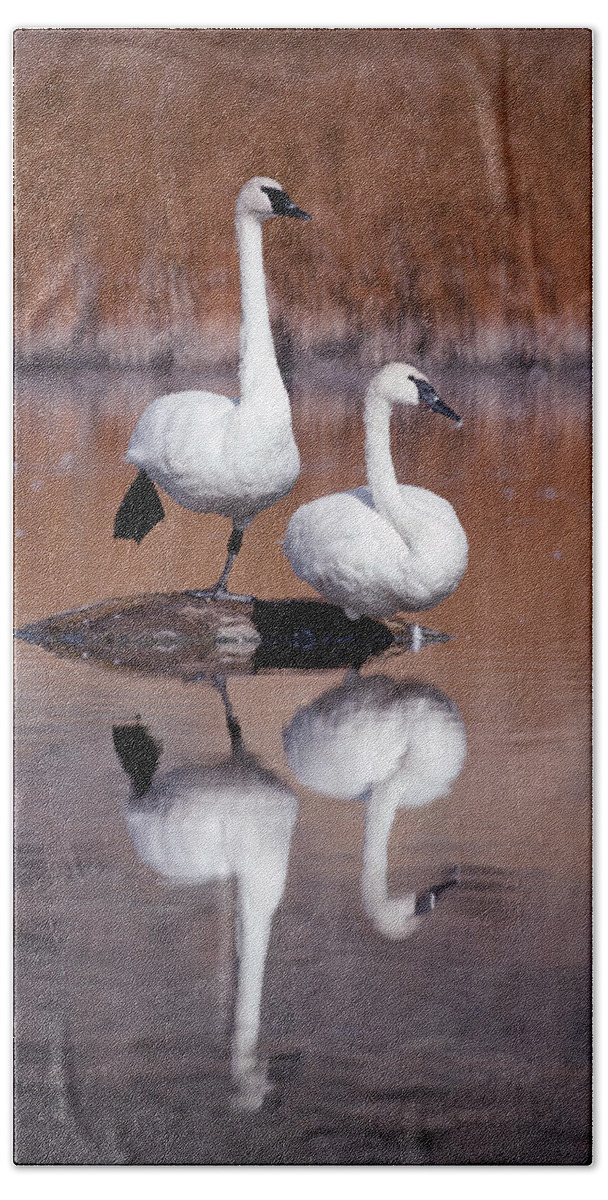 Mp Beach Towel featuring the photograph Trumpeter Swans Yellowstone by Michael Quinton