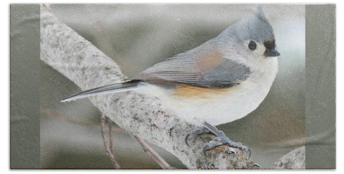 Avian Beach Towel featuring the photograph Tuffted Titmouse 0411 by Michael Peychich