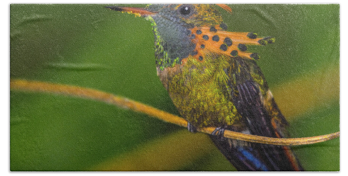 Tufted Coquette Beach Sheet featuring the photograph Tufted Coquette by Tony Beck