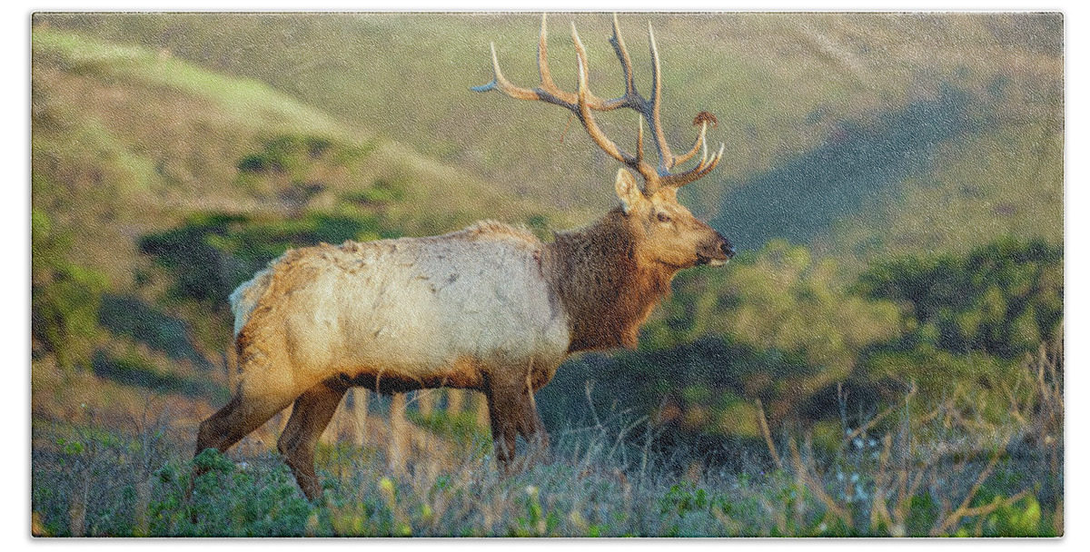 Animal Beach Towel featuring the photograph Tule Elk 2 by Jonathan Nguyen