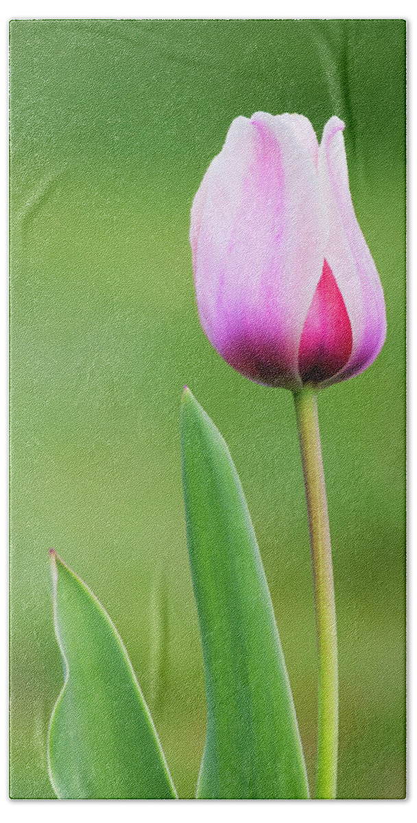 Tulip Beach Sheet featuring the photograph Tulip 2 by Ram Vasudev