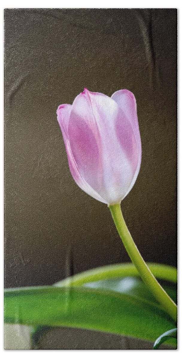 Tulip Beach Towel featuring the photograph Tulip by Charles Hite