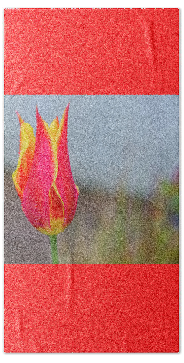 Tulip Beach Sheet featuring the photograph Tulip Fire by Diane Fifield