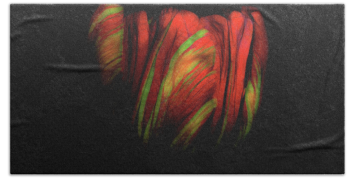 Tulip Beach Towel featuring the photograph Tulip Flower on Black Background Abstract by David Gn