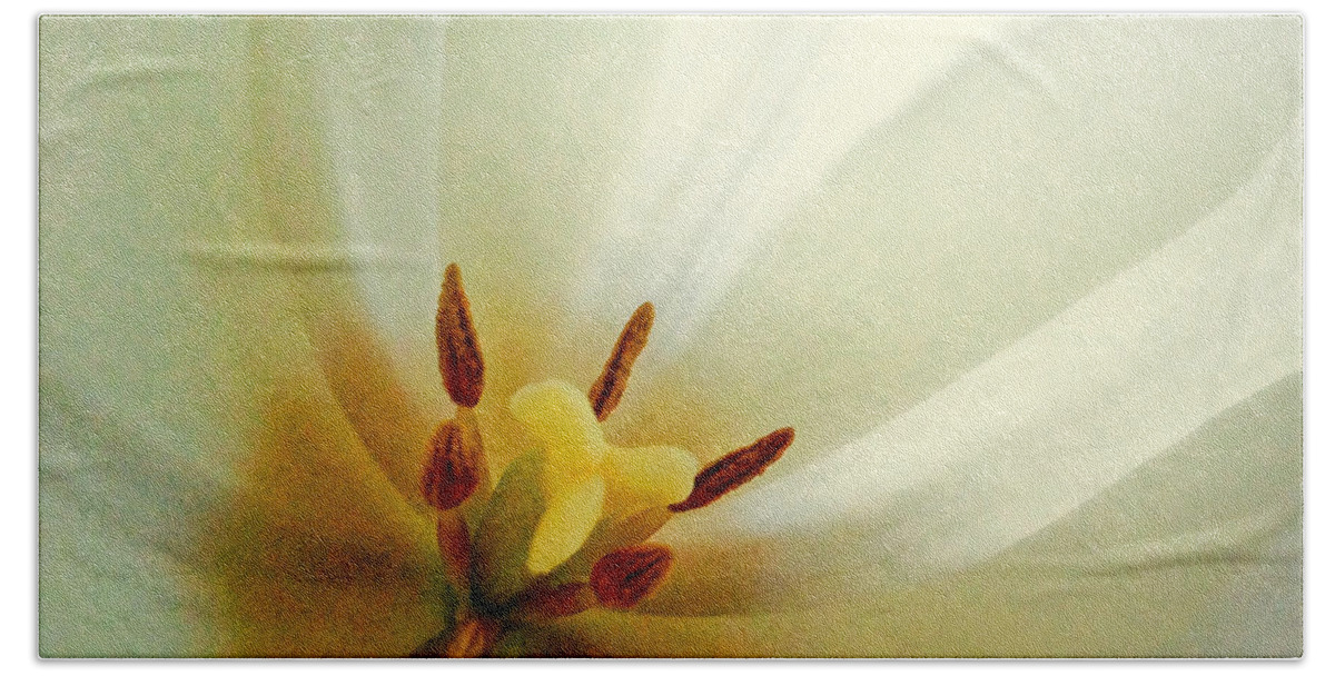 Tulip Beach Towel featuring the photograph Tulip Glow by Gwyn Newcombe