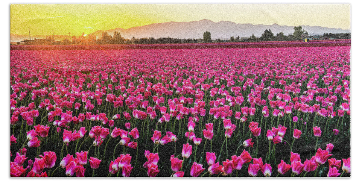 Flower Beach Towel featuring the photograph Tulip in the sunrise by Hisao Mogi