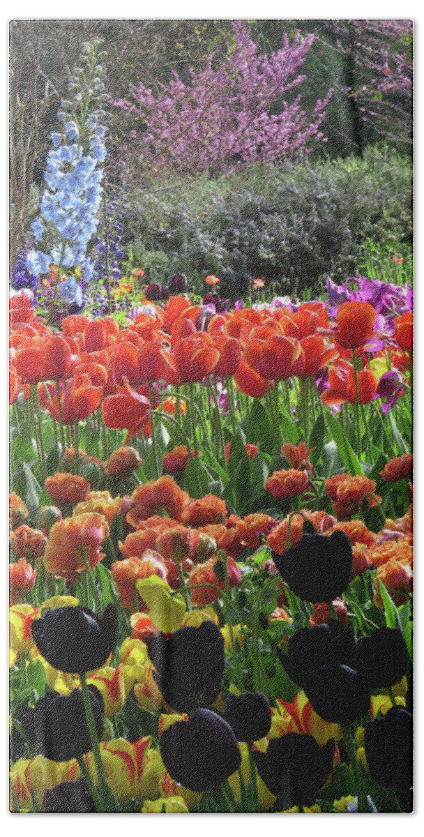 Tulips Beach Towel featuring the photograph Tulips, Tulips, Tulips and More by Helaine Cummins