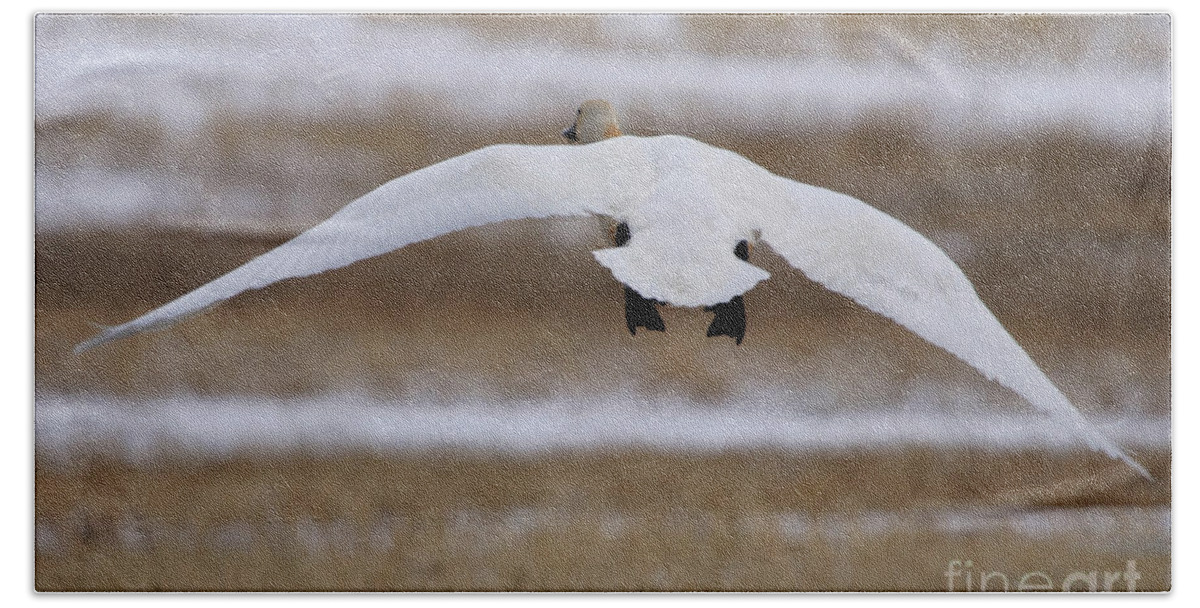 Tundra Swan In Flight Beach Towel featuring the photograph Tundra Swan in Flight by Alyce Taylor