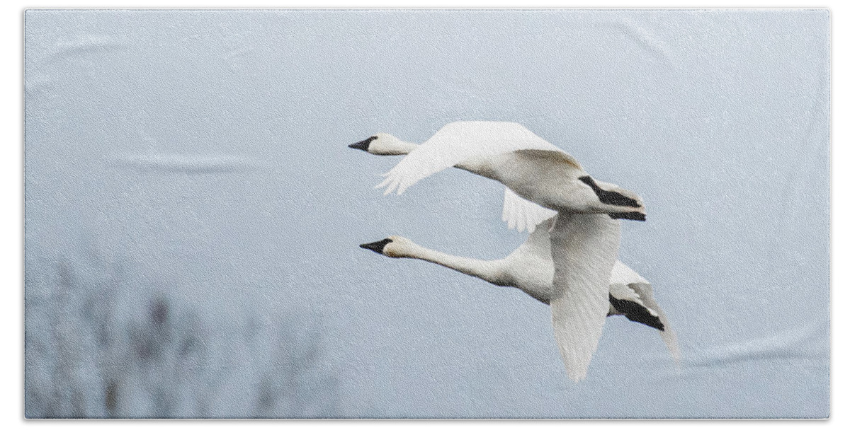Nature Beach Sheet featuring the photograph Tundra Swan Lift-Off by Donald Brown