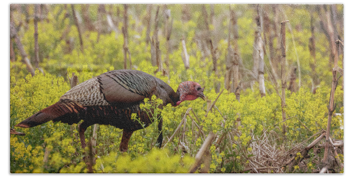 Turkey Beach Towel featuring the photograph Turkey in the Goldenrod #1 by Susan Rissi Tregoning