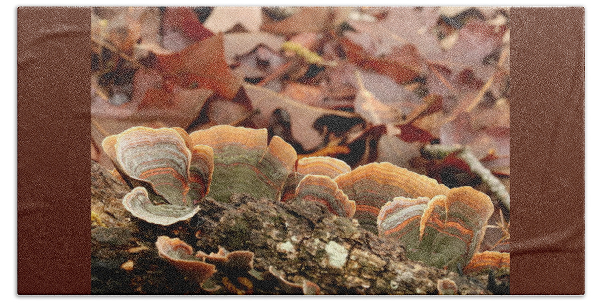 Nature Beach Towel featuring the photograph Turkey Tail Bracket Fungus by Sheila Brown