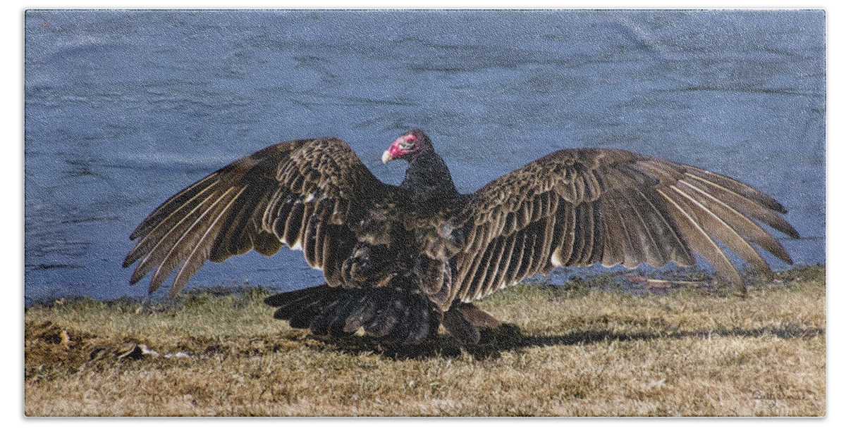 Turkey Beach Sheet featuring the photograph Turkey Vulture Drying It's Wings by Betty Denise