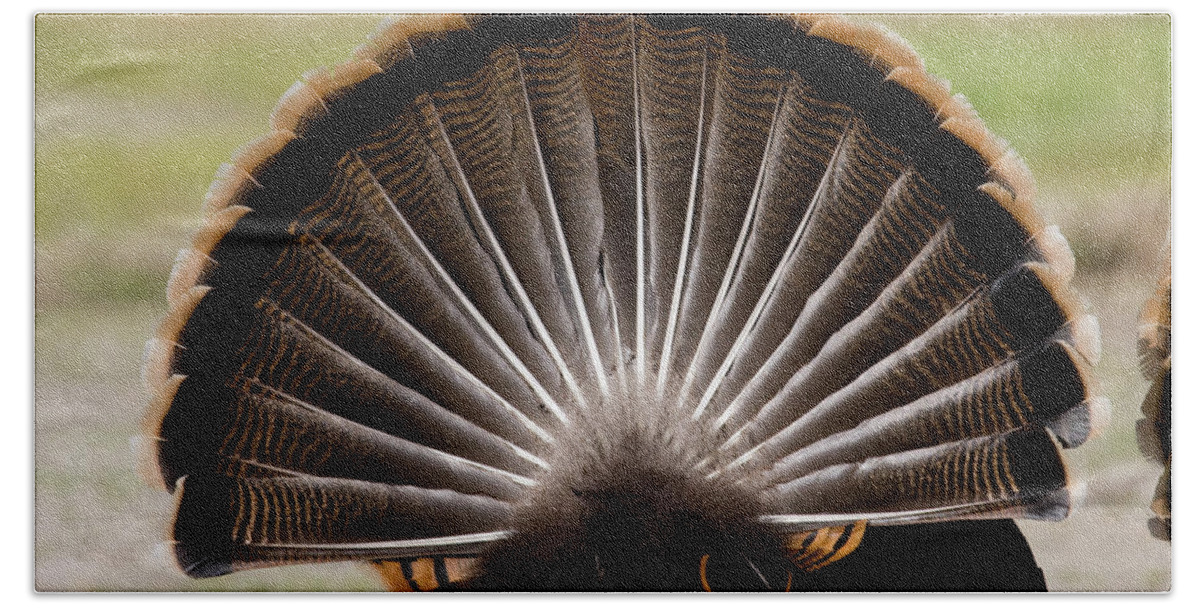 Wild Beach Towel featuring the photograph Turkey's Feather Display by Mark Miller