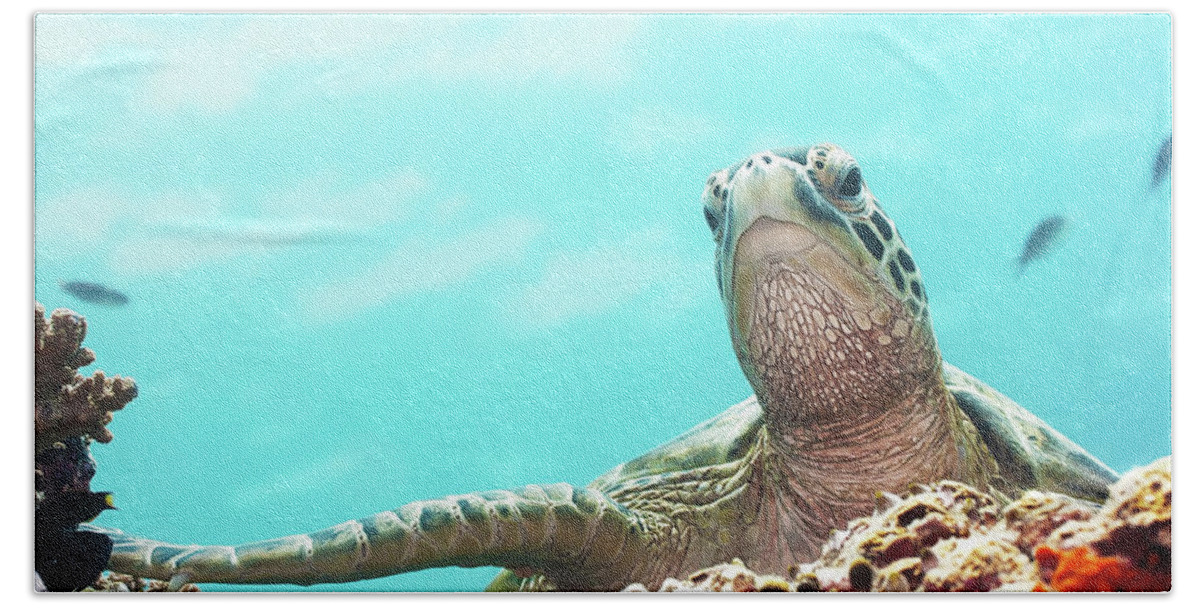 Tropical Beach Towel featuring the photograph Turtle by MotHaiBaPhoto Prints