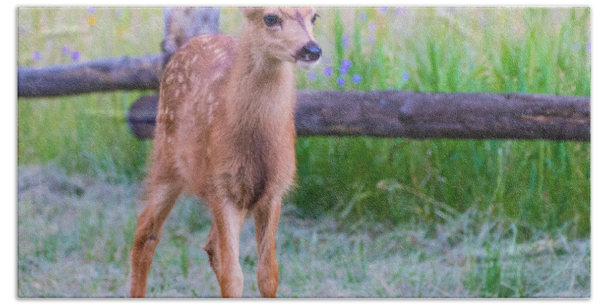 Mule Deer Fawn Beach Towel featuring the photograph Twilight Fawn #2 by Mindy Musick King