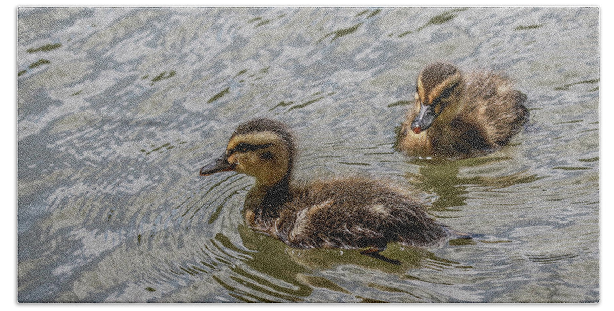 Mallard Duck Beach Towel featuring the photograph Two Baby Ducks by Ray Congrove
