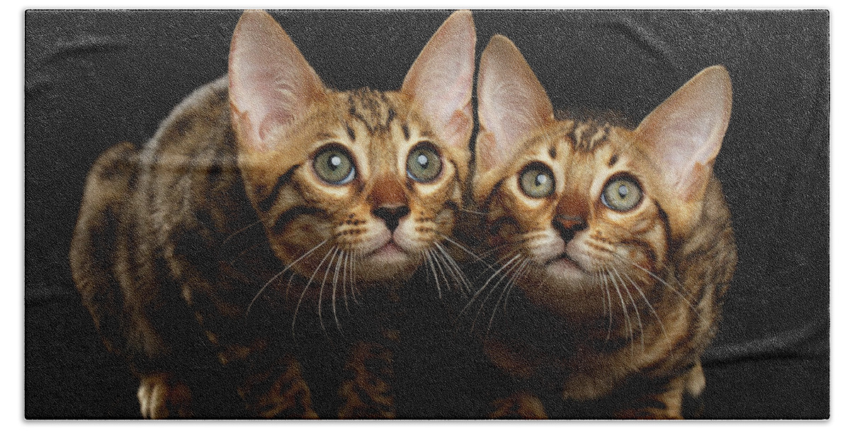 Cat Beach Towel featuring the photograph Two Bengal Kitty Looking in Camera on Black by Sergey Taran