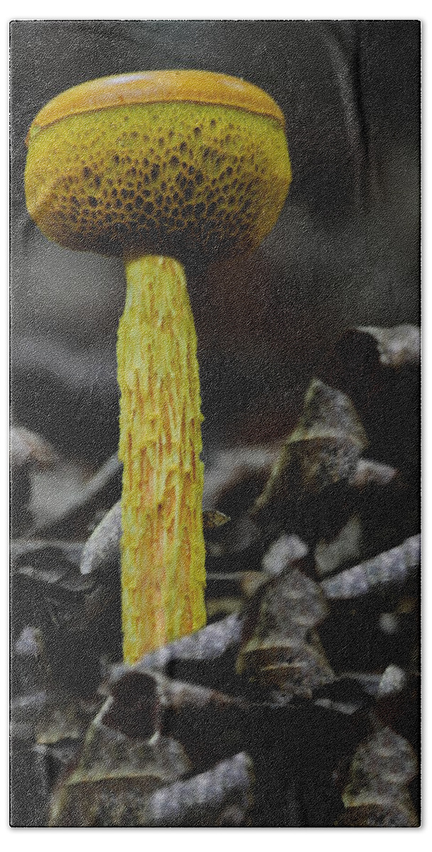 Mushroom Beach Towel featuring the photograph Two Colored Bolete by Eric Liller
