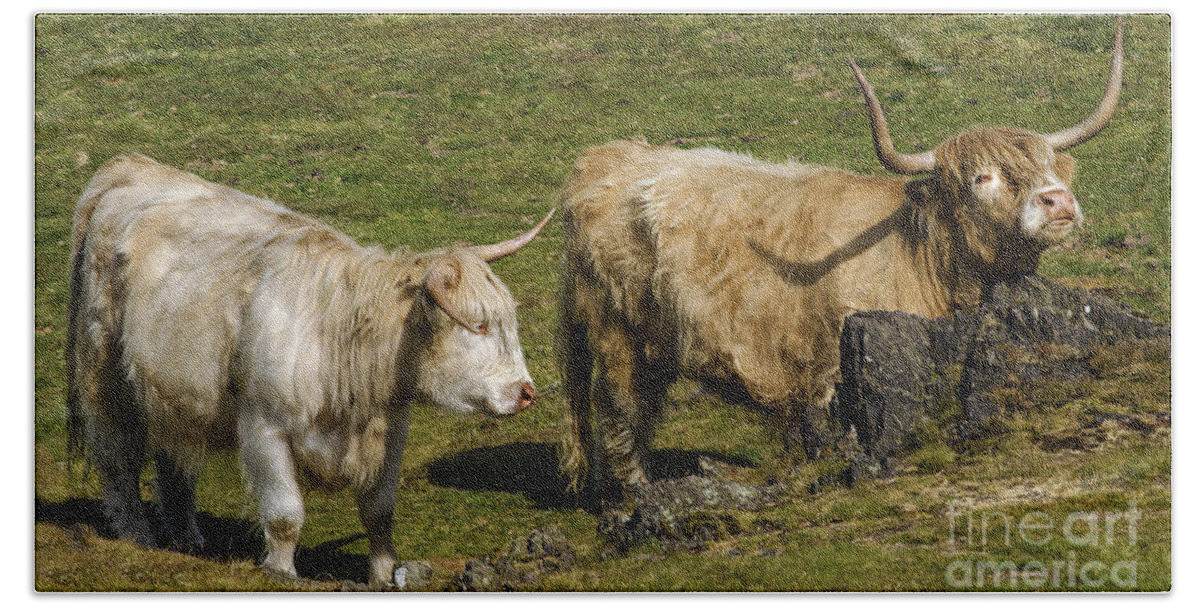 Highland Cows Beach Towel featuring the photograph Two Coos by Linsey Williams