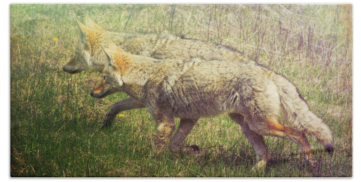 Animal Beach Towel featuring the photograph Two Coyotes by Natalie Rotman Cote