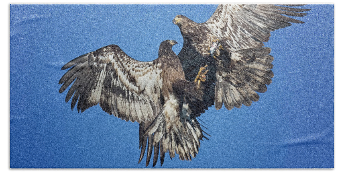 Juvenile Eagles Beach Towel featuring the photograph Two Eagles And A Herring by Randy Hall