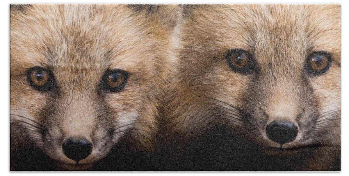 Red Fox Beach Towel featuring the photograph Two Fox Kits by Mindy Musick King