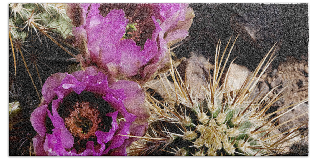 Cactus Beach Towel featuring the photograph Two Fucshia Blossoms by Phyllis Denton