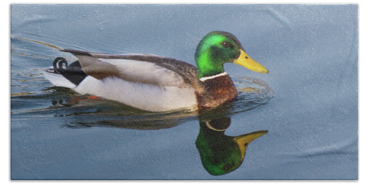 Wildlife Beach Towel featuring the photograph Two Headed Duck by John Benedict