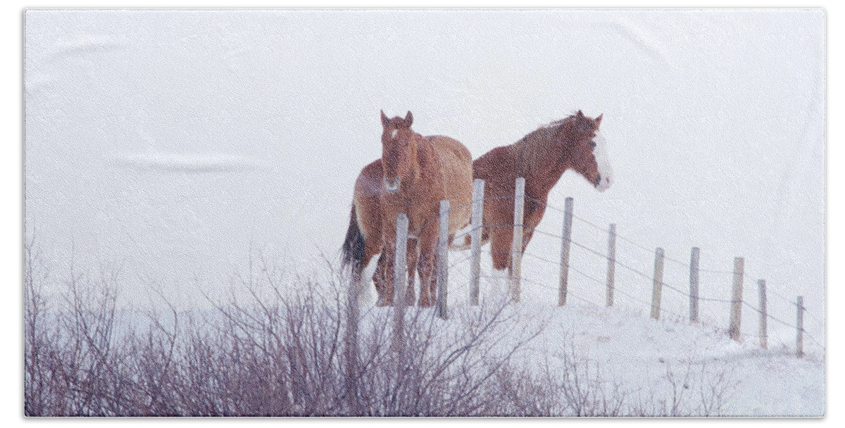 Horses Beach Towel featuring the photograph Two Horses in the Snow by Alyce Taylor