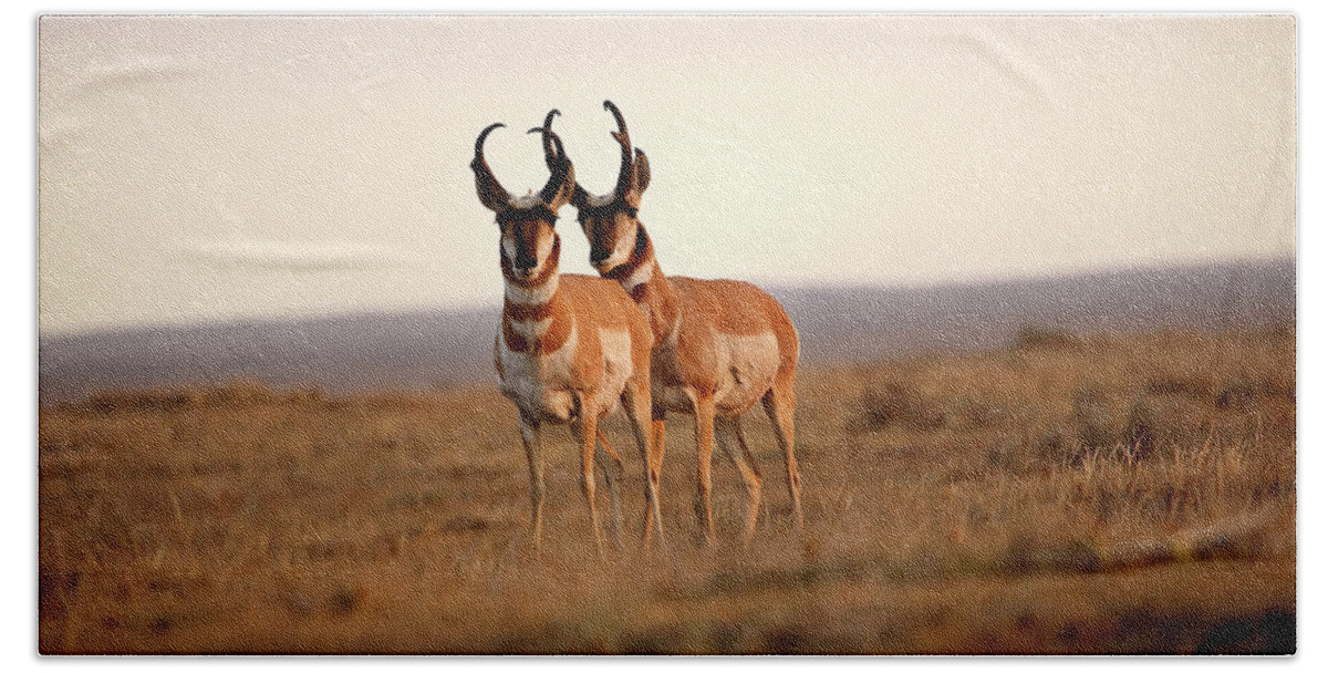 Pronghorn Antelope Beach Towel featuring the digital art Two male Pronghorn Antelopes in Alberta by Mark Duffy