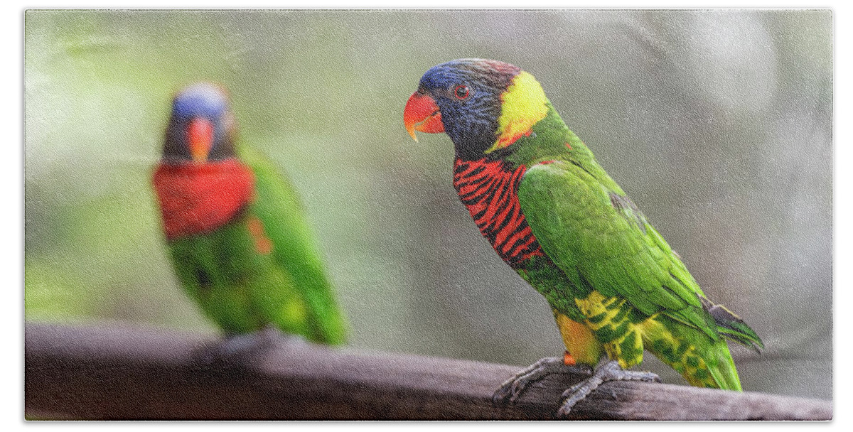 Nature Beach Sheet featuring the photograph Two parrots by Pradeep Raja Prints
