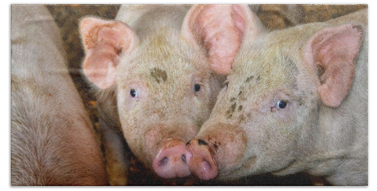 Pig Beach Towel featuring the photograph Two Pigs by Joseph Caban