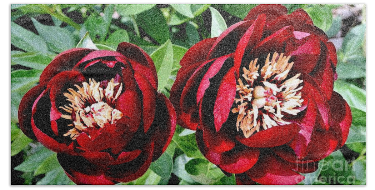 Photo Beach Sheet featuring the photograph Two Red Peonies by Marsha Heiken