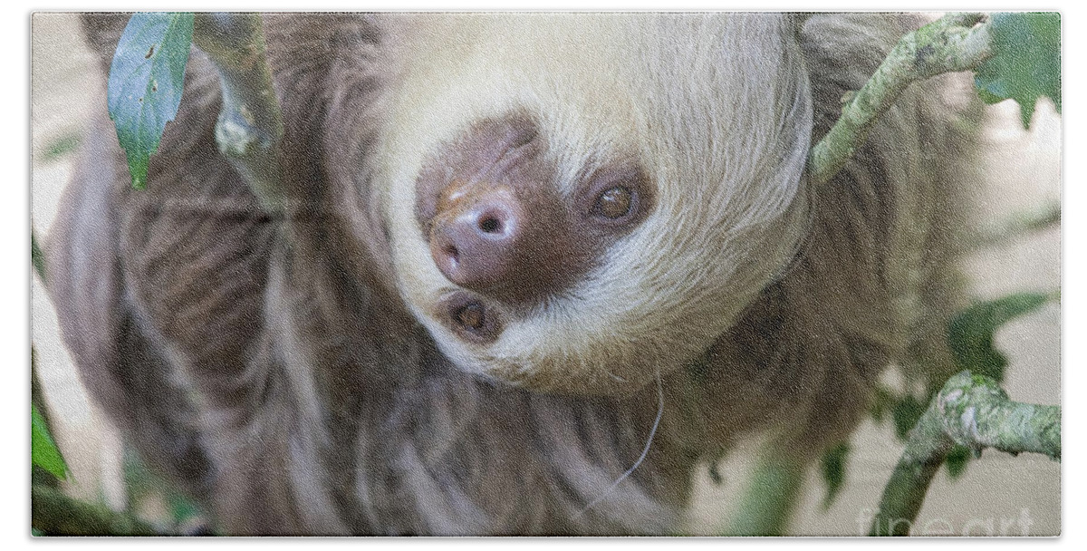 Close Up Beach Towel featuring the photograph Two toed sloth in a tree by Patricia Hofmeester