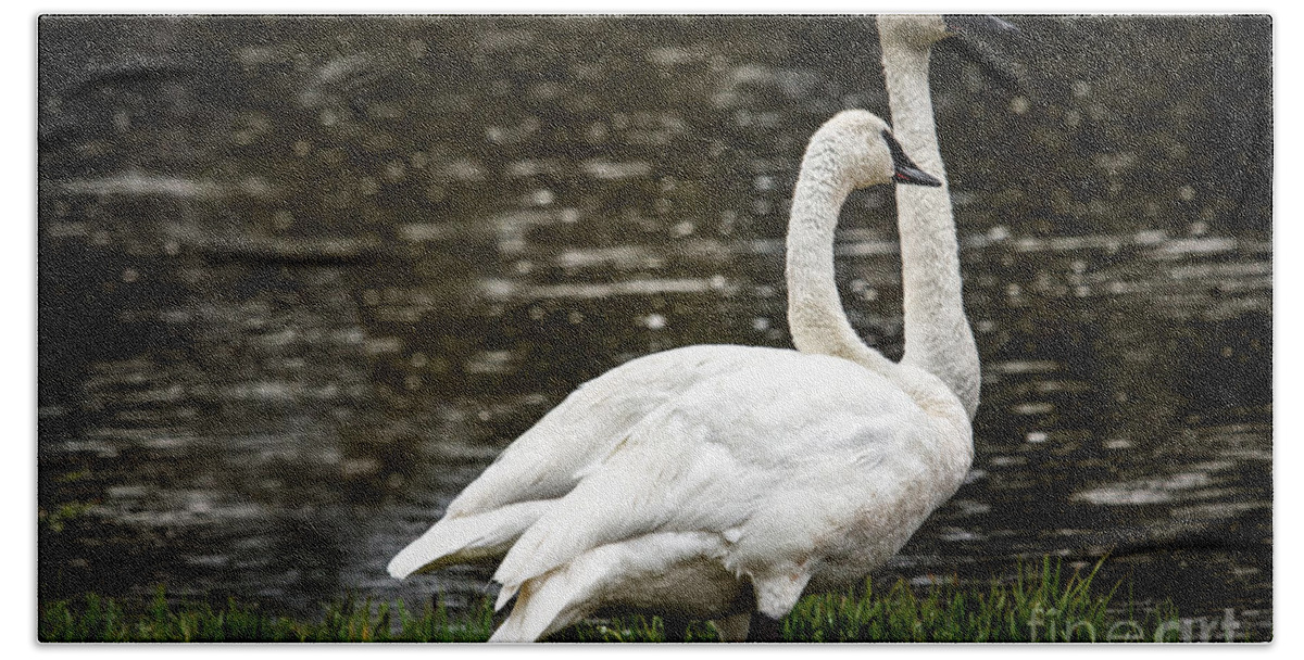 Swan Beach Towel featuring the photograph Two Trumpter Swans by Robert Bales