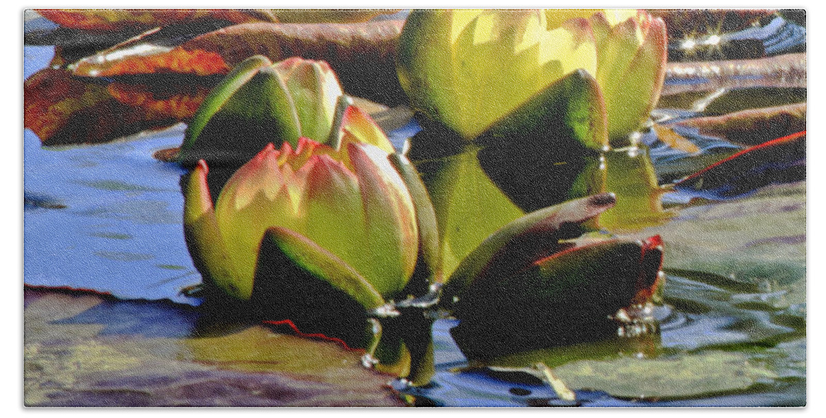 Waterlily Beach Towel featuring the photograph Two Water Lilies by Carol F Austin