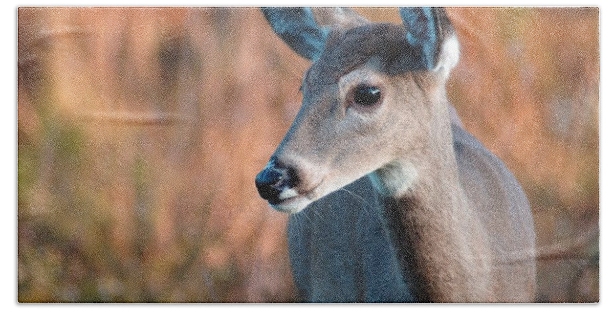 Deer Beach Towel featuring the photograph Tzavaot by Bill Stephens