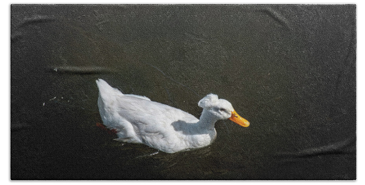 Crested Domestic Duck Beach Towel featuring the photograph U Qwak Me Up by Daniel Hebard