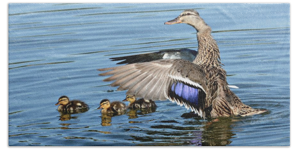 Mallards Beach Sheet featuring the photograph Under My Wings by Fraida Gutovich