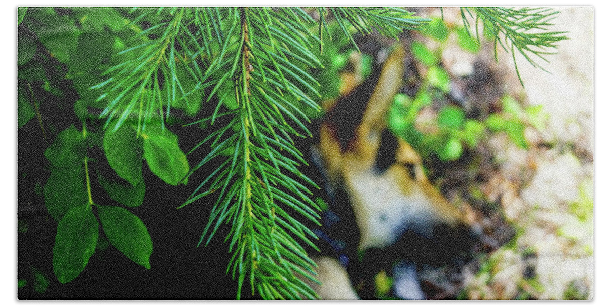 Pine Beach Towel featuring the photograph Under the Evergreen by Tim Dussault